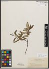 Foto von Salix sitchensis var. angustifolia Bebb